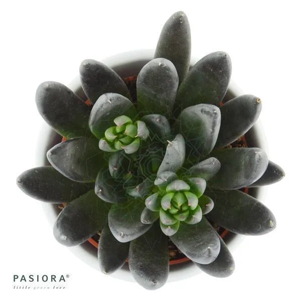 pasiora-echeveria-affinis-schwarze-echeverie-6cm-topf image 1