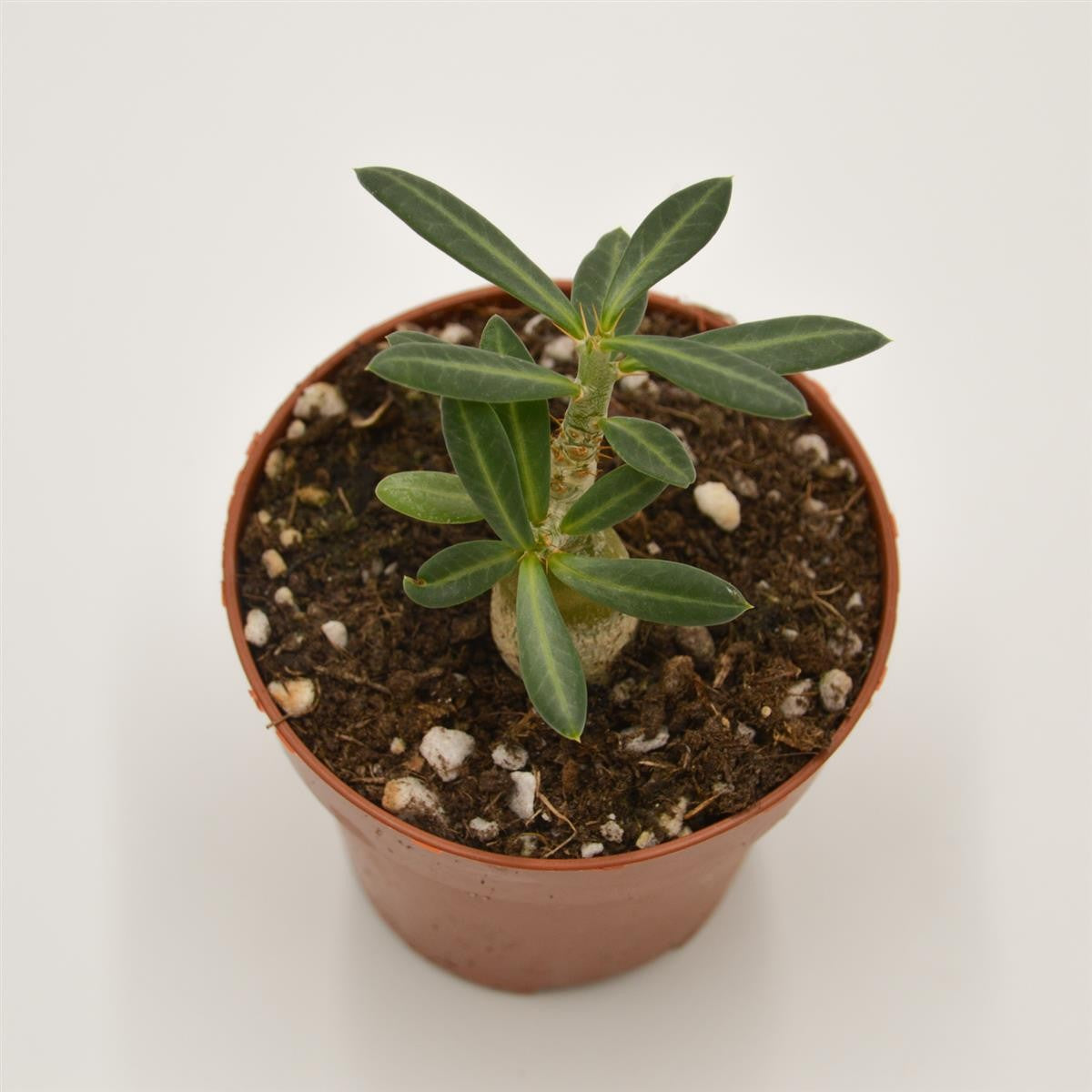 pasiora-pachypodium-succulentum-sukkulente-8-5cm image 2