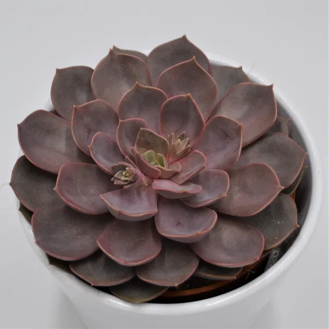 pasiora-echeveria-mina-sukkulente-im-10-5cm-topf image 1