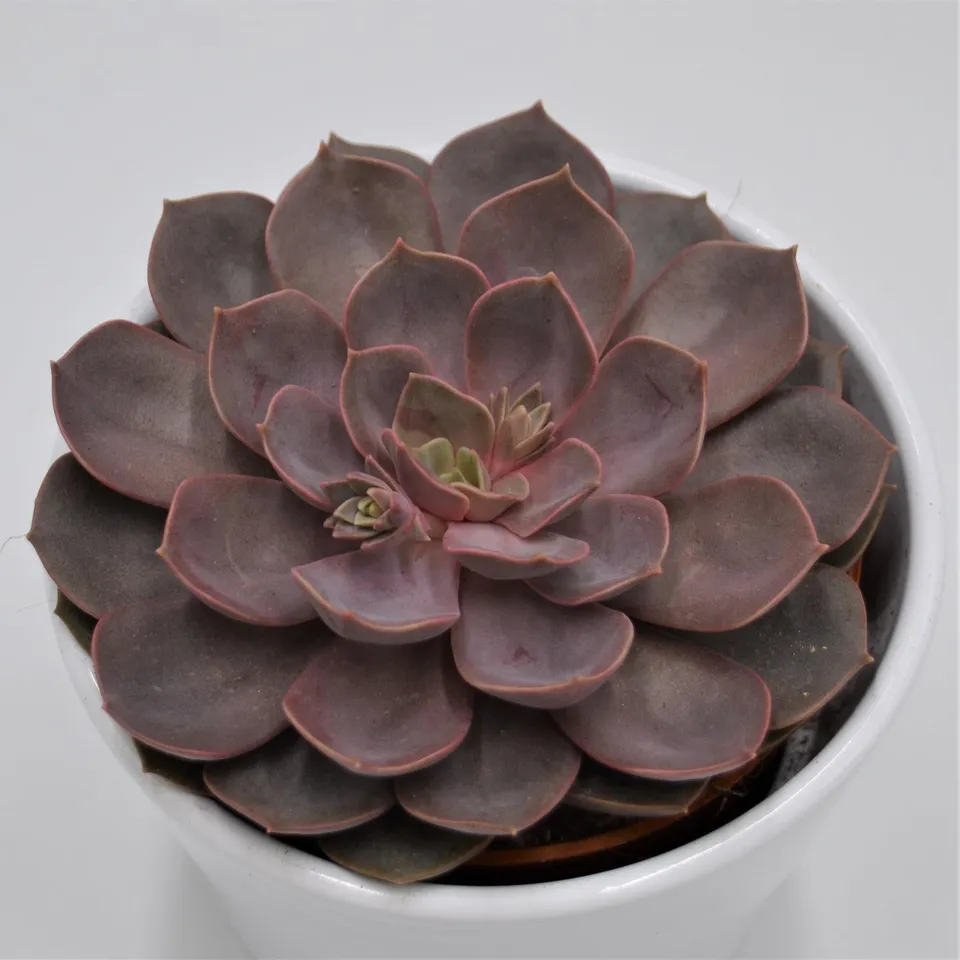 pasiora-echeveria-mina-sukkulente-im-10-5cm-topf image 1