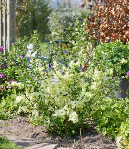 baldur-garten-zierquitte-lemon-sorbet-bl-tenstrauch-im-9x9-cm-topf-150-200-cm image 6