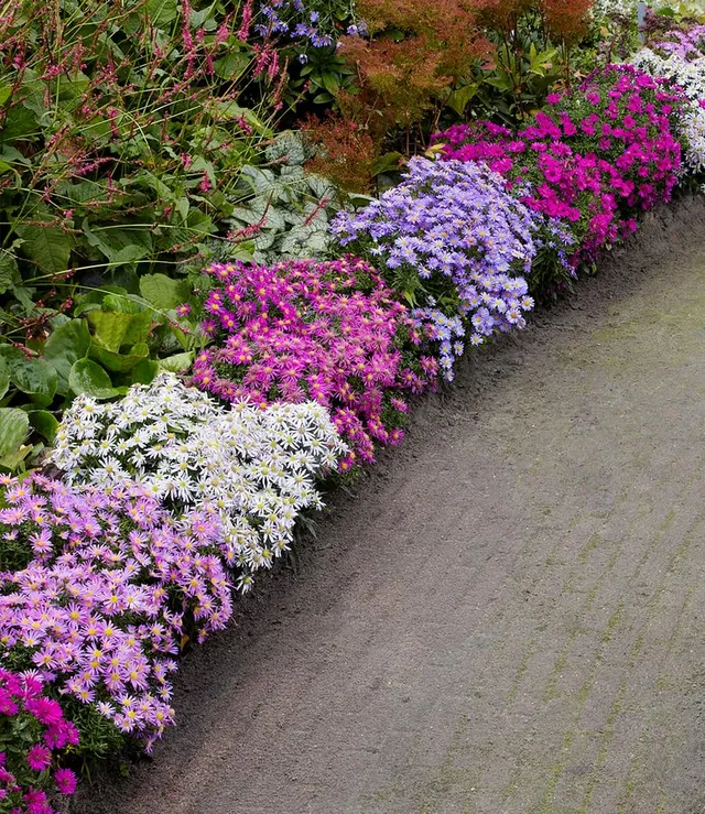 baldur-garten-beet-astern-meerblick-4-pflanzen-im-9x9-cm-topf-4-farben image 1