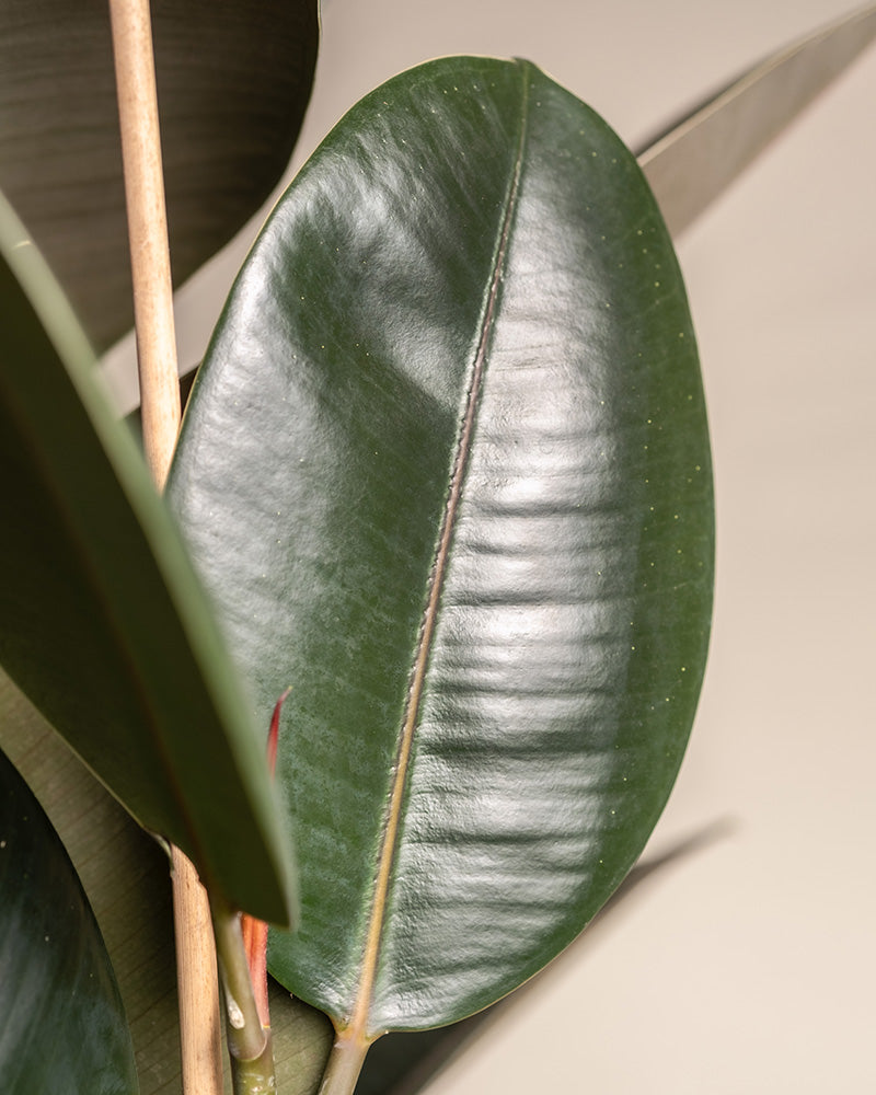 feey-gummibaum-xl-zimmerpflanze-ficus-elastica-abidjan image 7