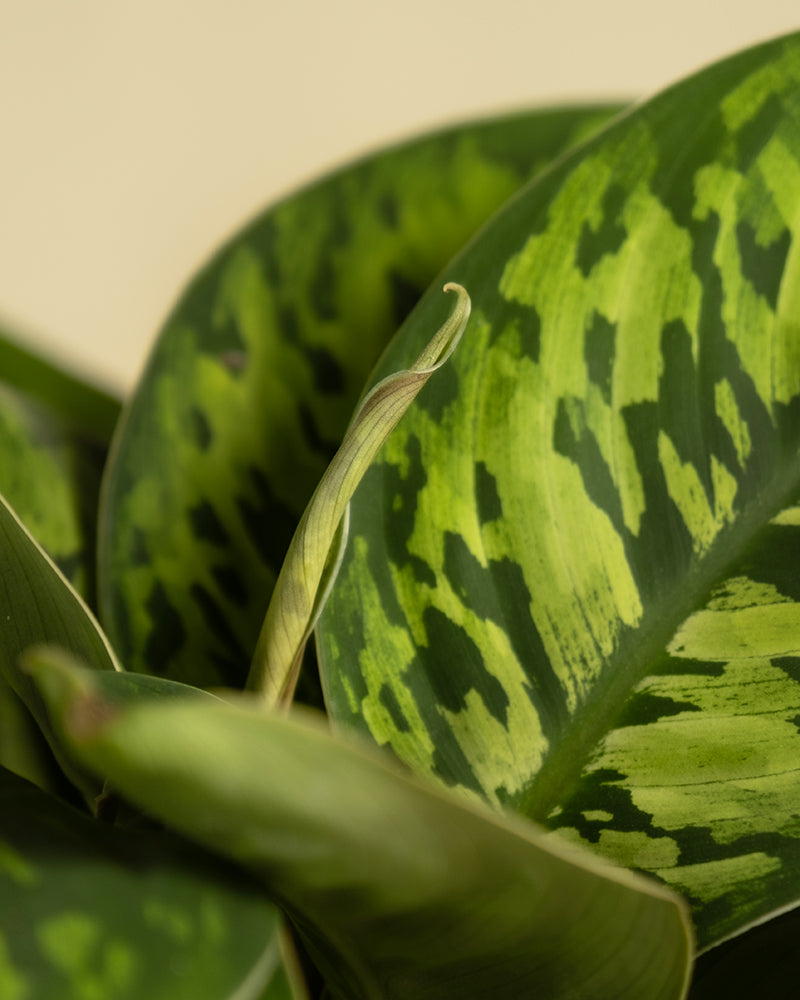 feey-homalomena-camouflage-zimmerpflanze-mit-bertopf image 2