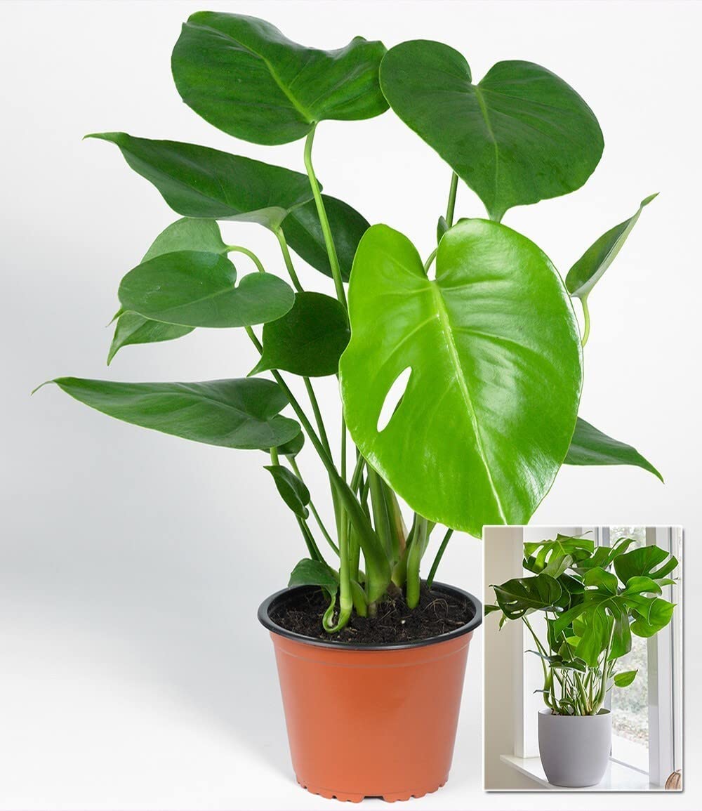 baldur-garten-monstera-deliciosa-fensterblatt-12-cm-topf image 3