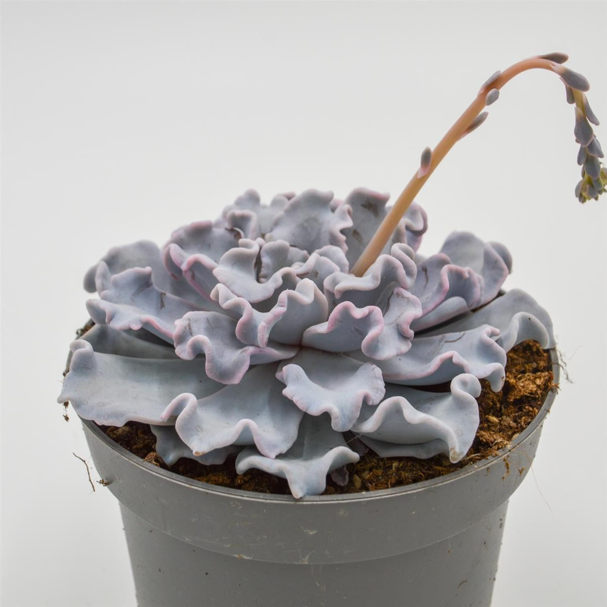 pasiora-echeveria-crispate-beauty-sukkulente-13cm-topf image 1
