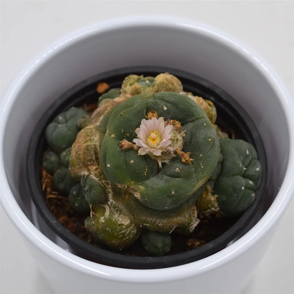 pasiora-lophophora-williamsii-cluster-peyote-kaktus-8-5cm image 1