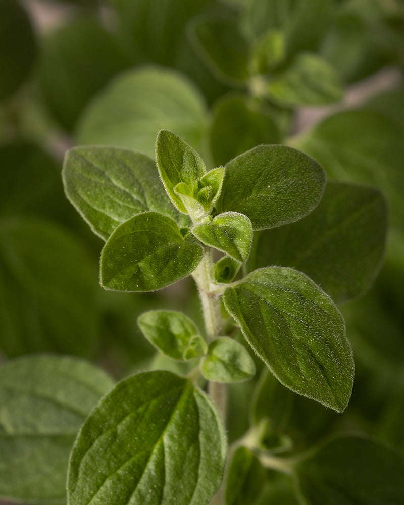 feey-oregano-origanum-vulgare-kr-uterpflanze image 5