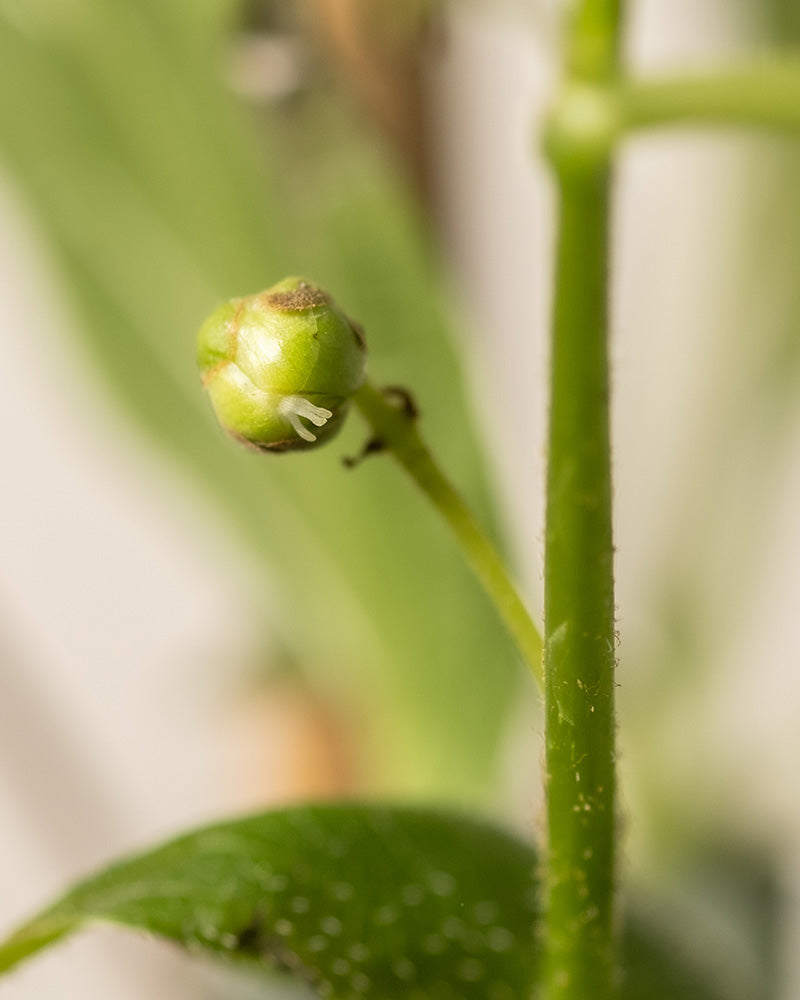 feey-mini-kiwi-actinidia-arguta-issai-obstpflanze image 8
