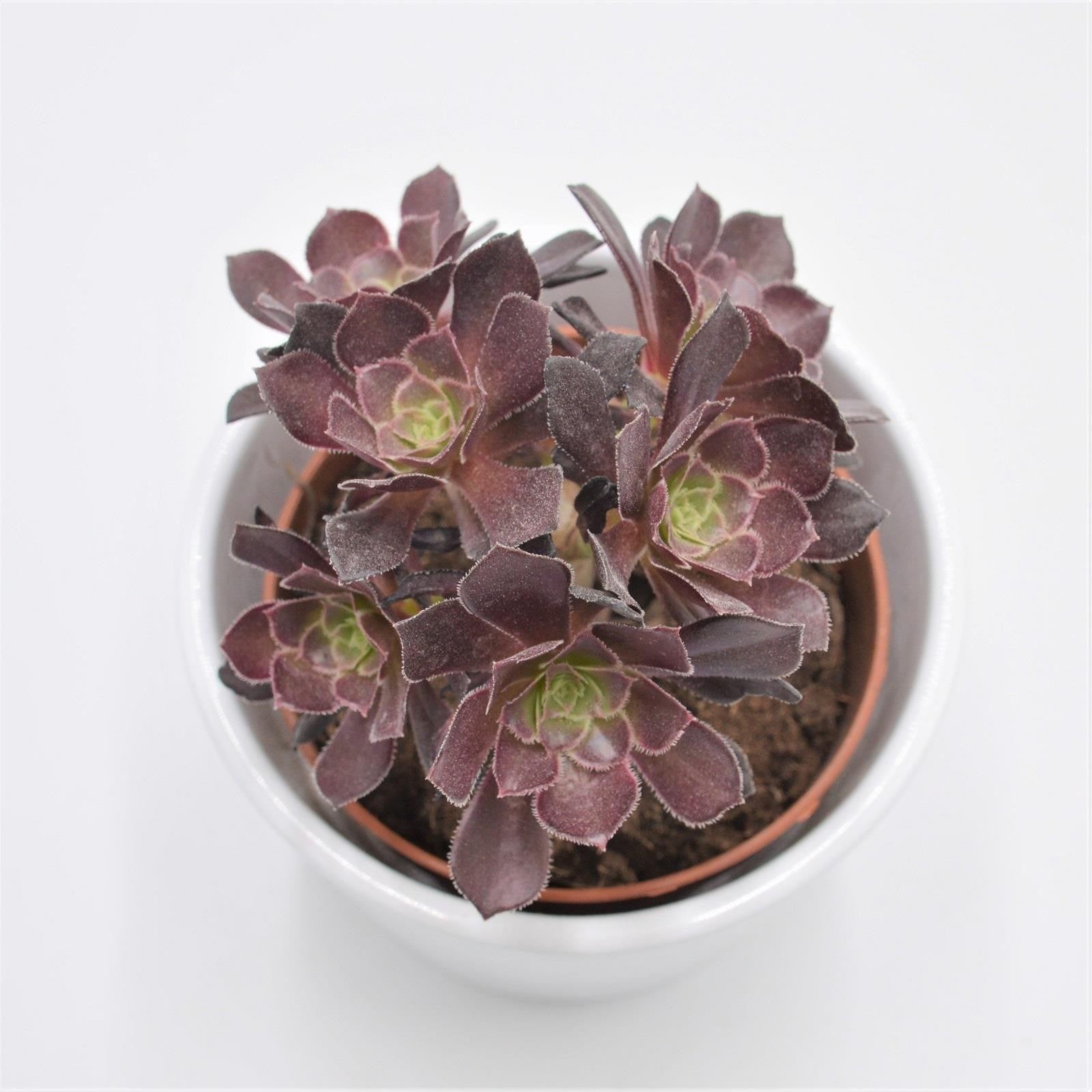 pasiora-aeonium-arboreum-velours-rosettendickblatt-8-5cm-topf image 3