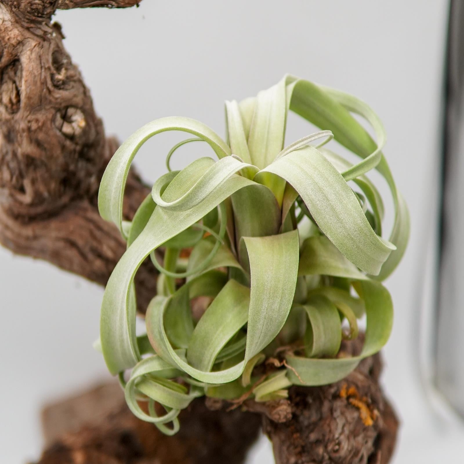 pasiora-tillandsia-curly-slim-luftpflanze-bromelie image 6