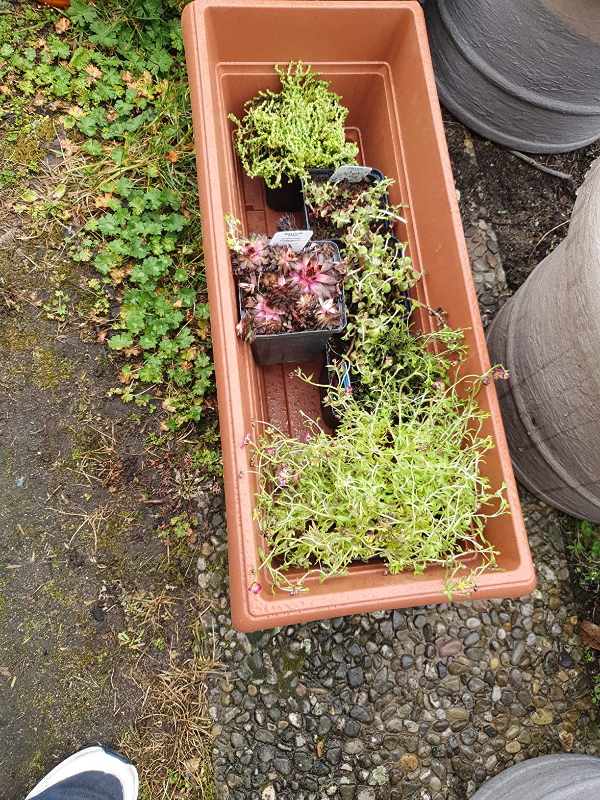 Endlich was für mein trockenes Beet