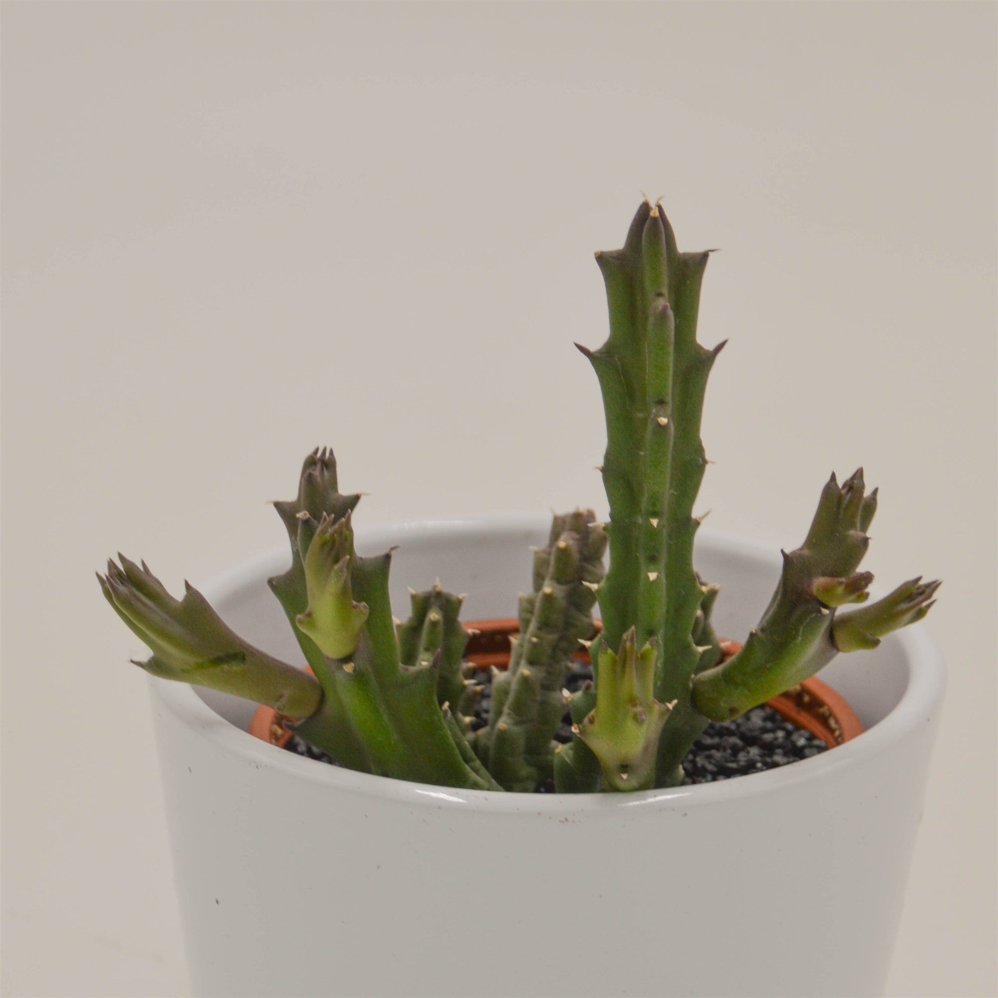 pasiora-stapelia-flavopurpurea-sukkulente-8cm image 1