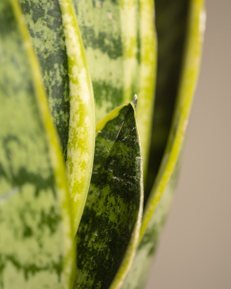 feey-kleine-schwiegermutterzunge-sansevieria-trifasciata-laurentii image 2
