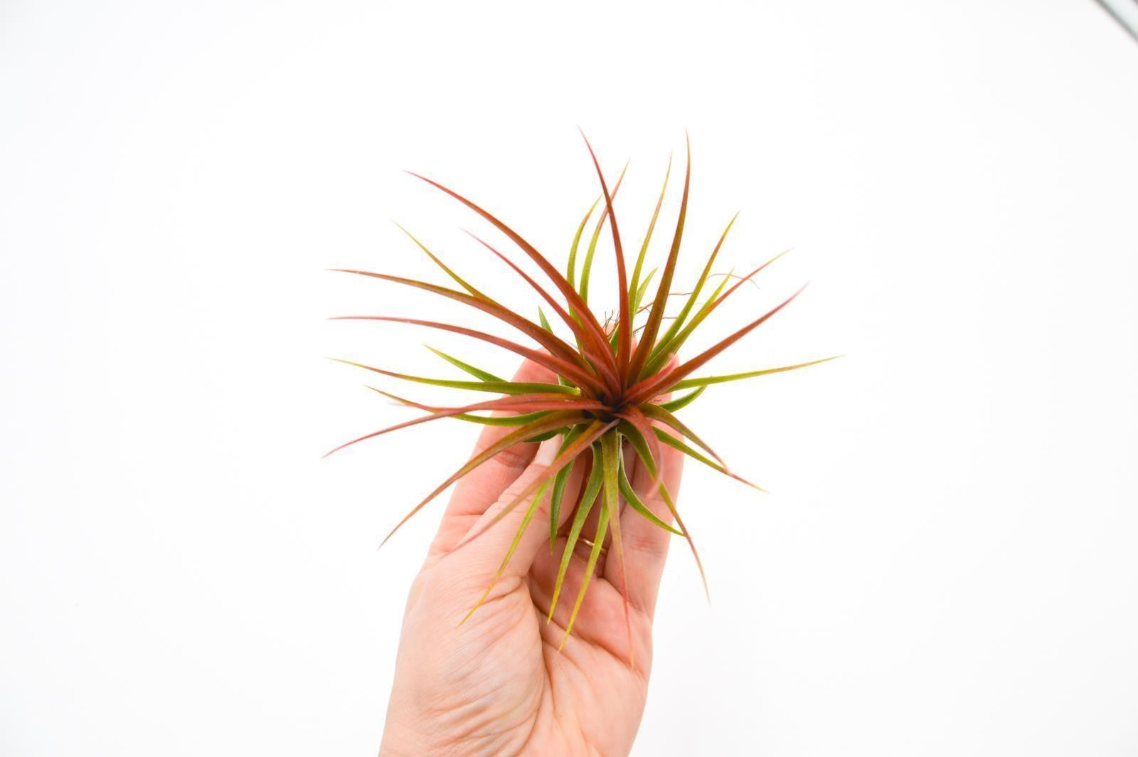 pasiora-tillandsia-rainforest-red-tillandsie image 2