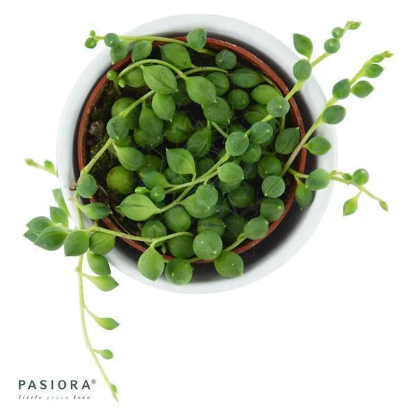 pasiora-senecio-rowleyanus-erbsenpflanze-6cm-topf image 1