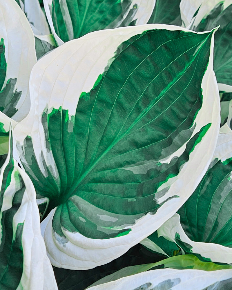 feey-hosta-blau-beige-knollenpflanze-rhizome-f-r-schatten image 2