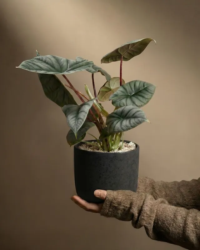feey-alocasia-silver-nebula-rarit-t-hydro-zimmerpflanze-klein image 1