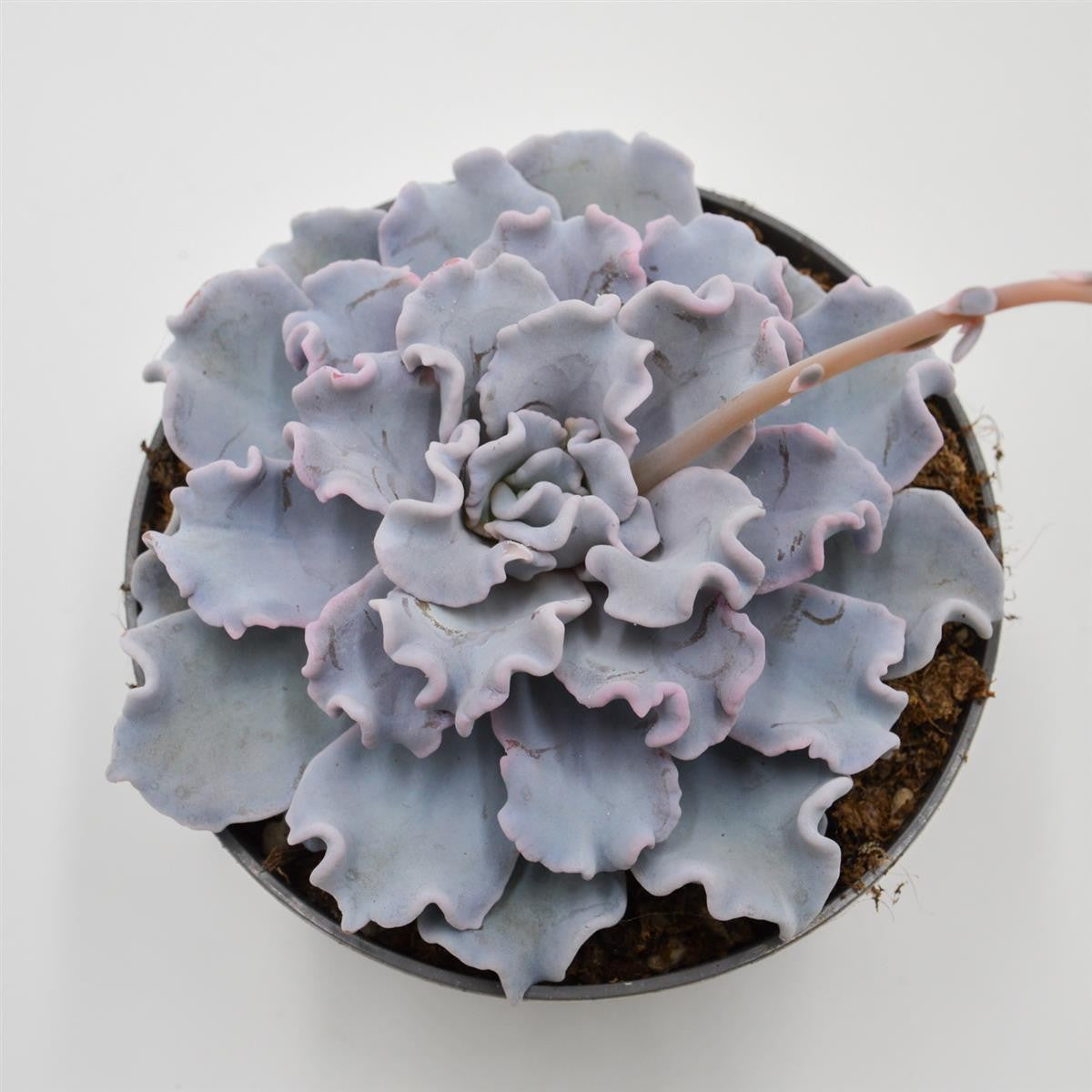 pasiora-echeveria-crispate-beauty-sukkulente-13cm-topf image 2