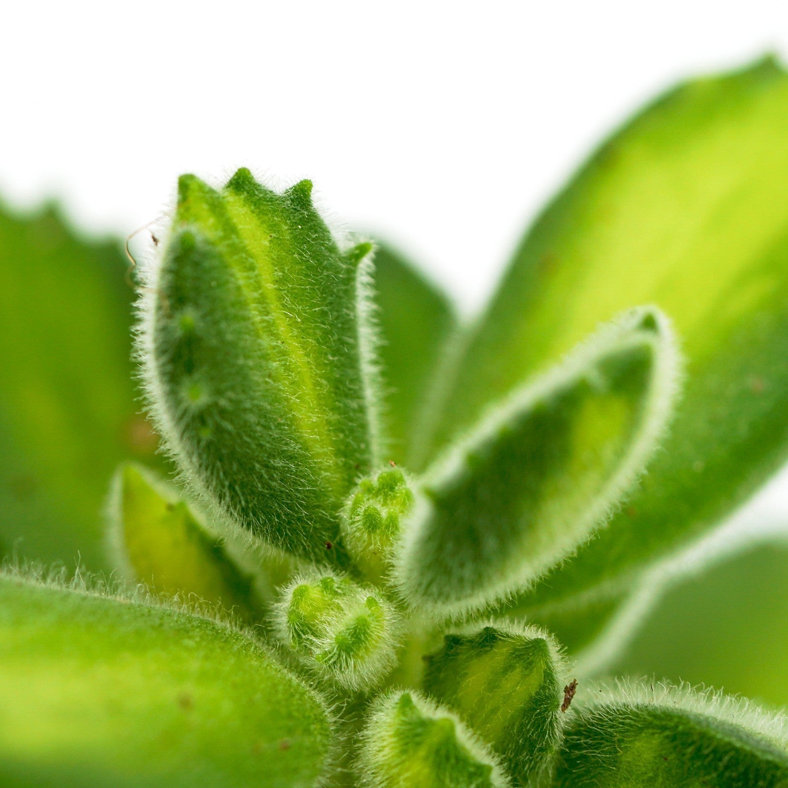 pasiora-cotyledon-tomentosa-lemon-stripe-sukkulente-6cm image 4
