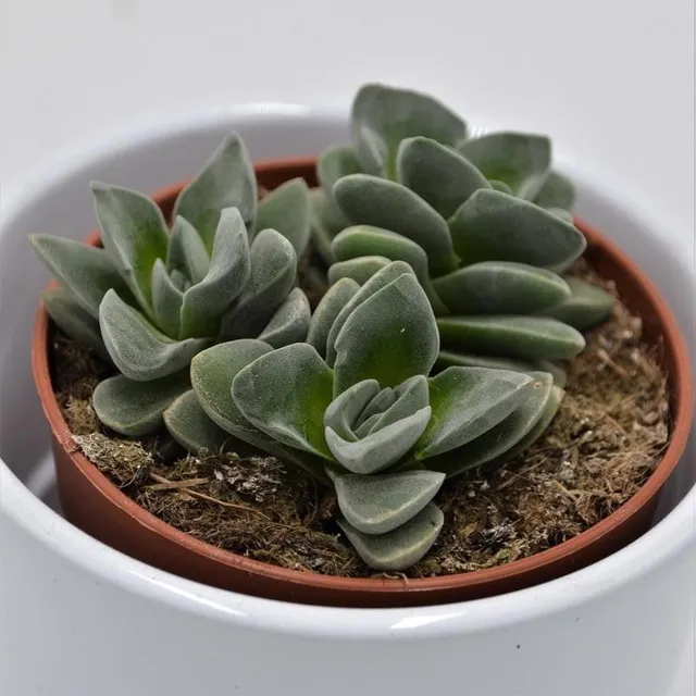 pasiora-crassula-coralita-dickblatt-8-5cm image 1
