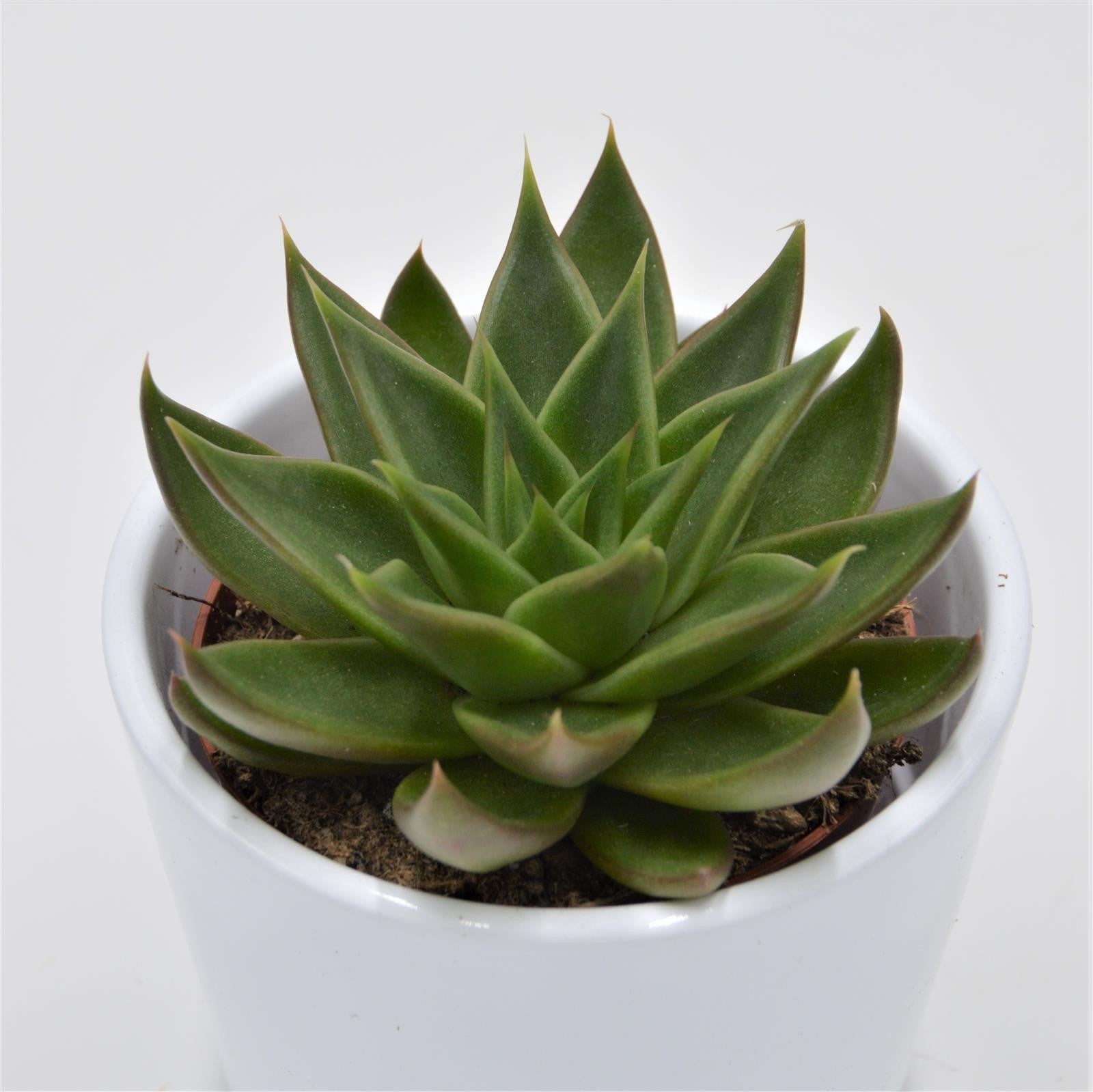 pasiora-echeveria-green-ebony-sukkulente-8-5-cm-topf image 1