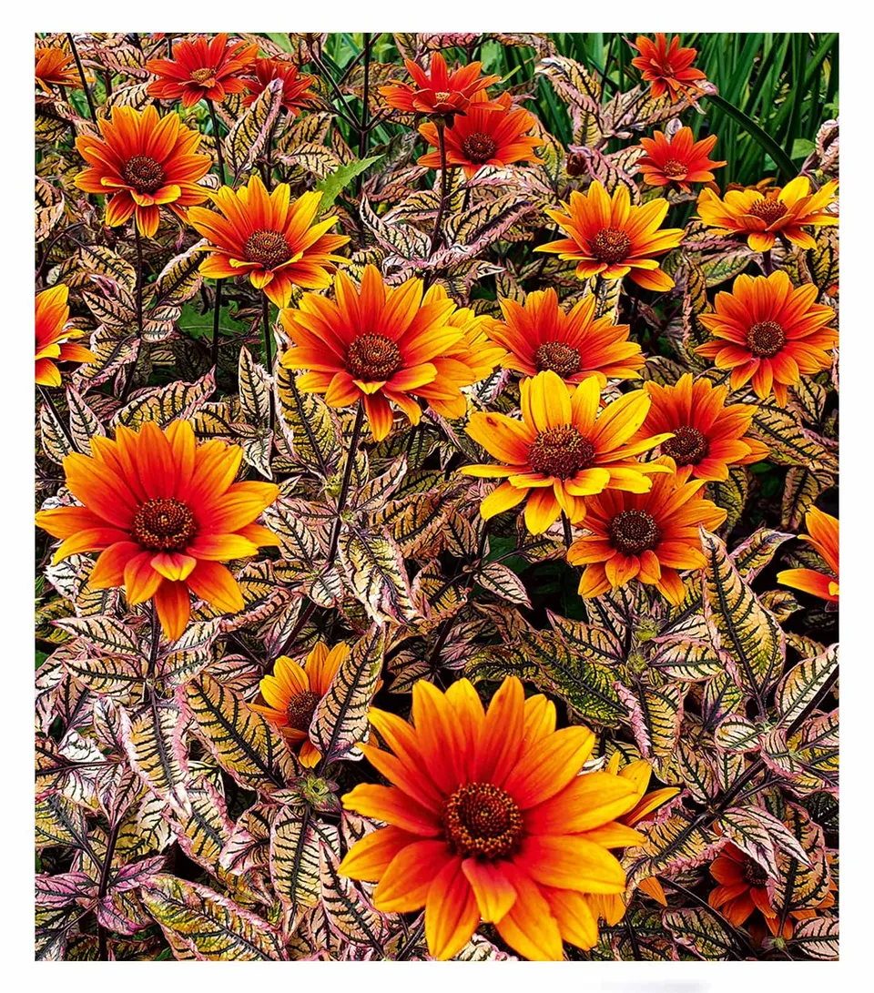 baldur-garten-sonnenauge-orange-marble-staude-9x9-cm image 1