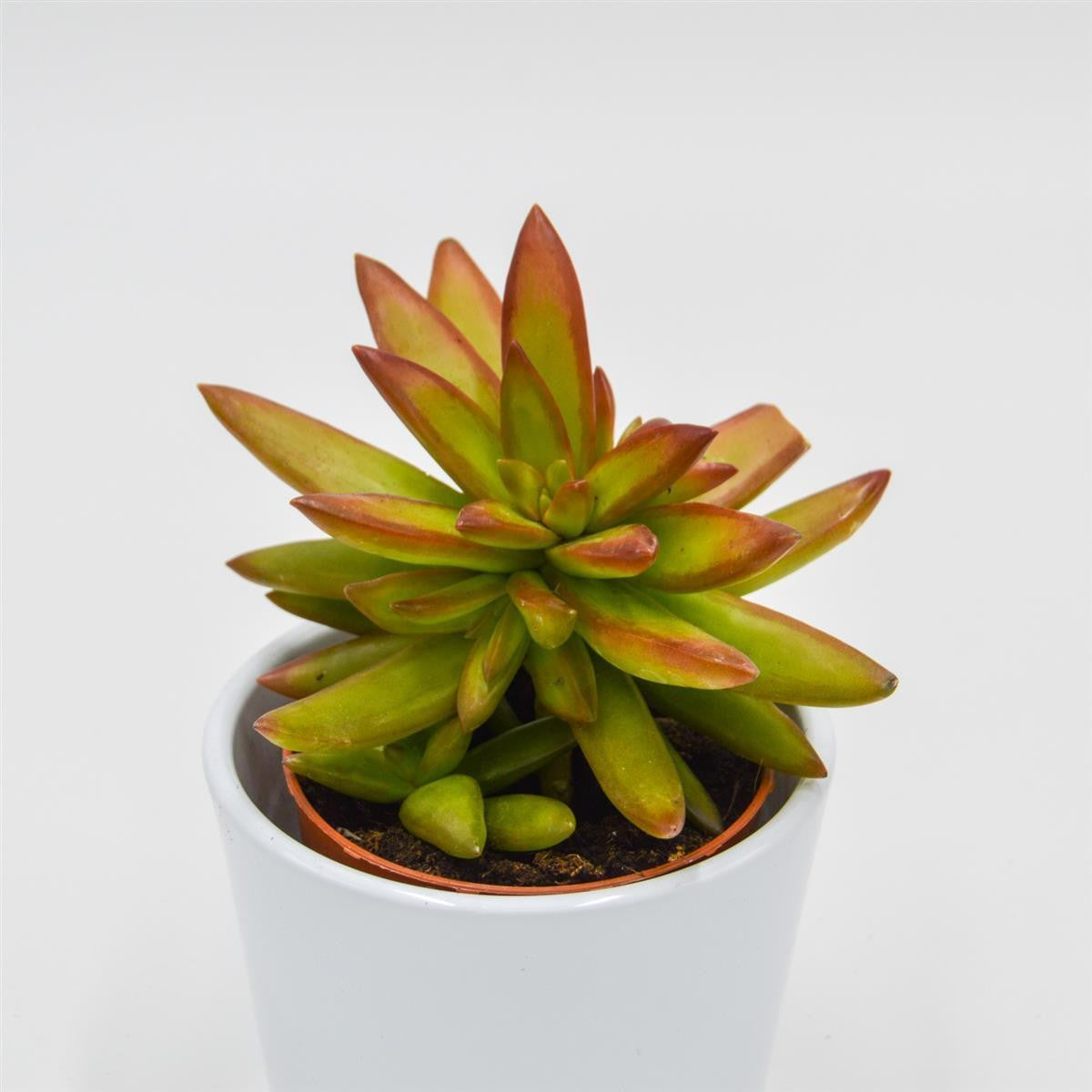 pasiora-sedum-firestorm-sukkulente-im-8-5cm-topf image 2