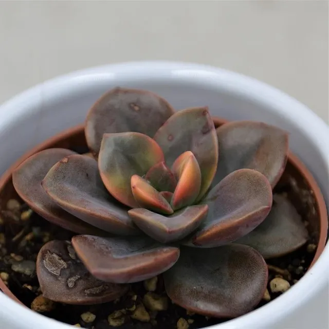 pasiora-echeveria-chroma-sukkulente-6cm-topf image 1