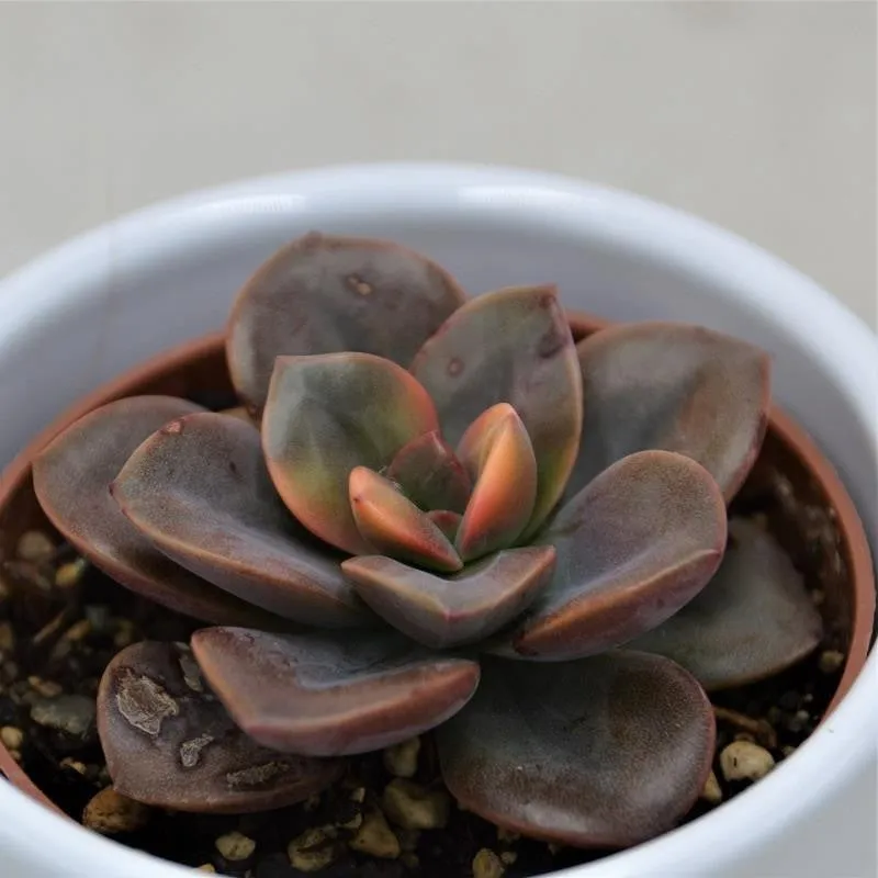 pasiora-echeveria-chroma-sukkulente-6cm-topf image 1