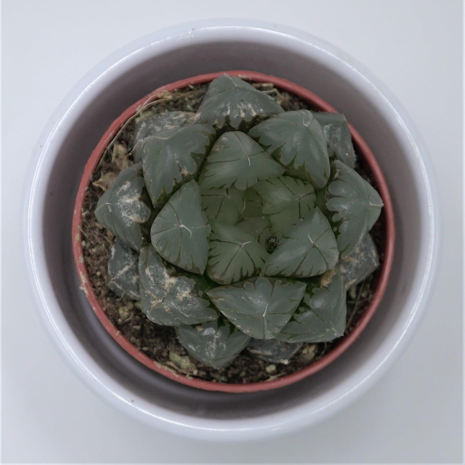 pasiora-haworthia-cooperi-var-truncata-sukkulente-5-5-cm-topf image 1