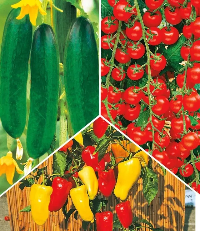baldur-garten-snack-gem-se-kollektion-8-pflanzen-im-10-5-cm-topf image 1