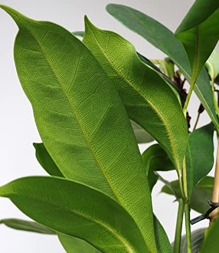 baldur-garten-afrikanischer-feigenbaum-zimmerpflanze-ca-100-cm-im-21-cm-topf image 7