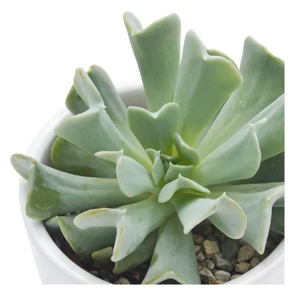 pasiora-echeveria-runyonii-topsy-turvy-echeverie-6cm-topf image 1