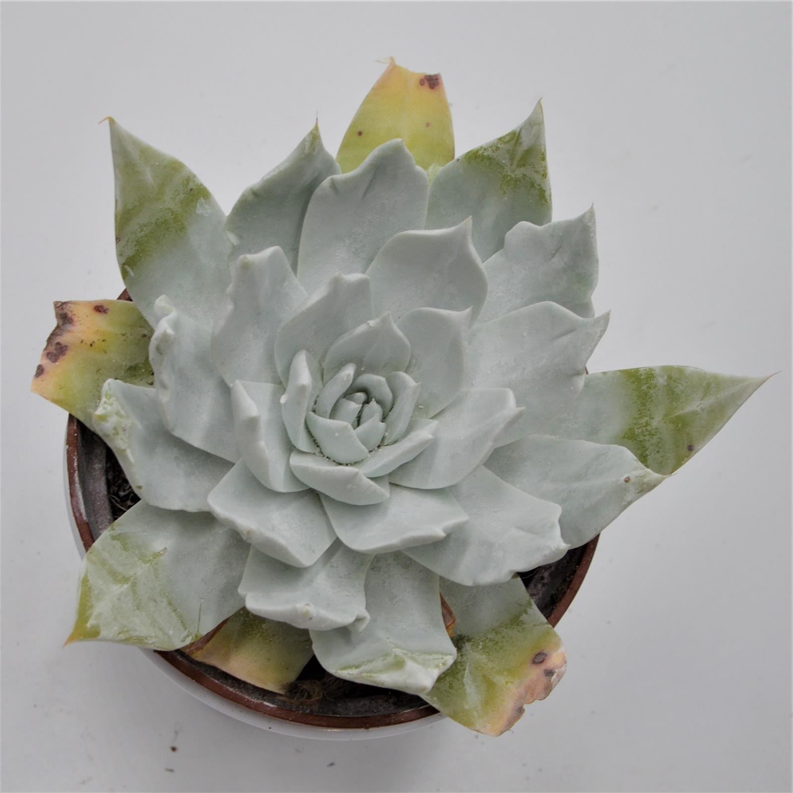 pasiora-dudleya-brittonii-sukkulente-12cm-topf image 1