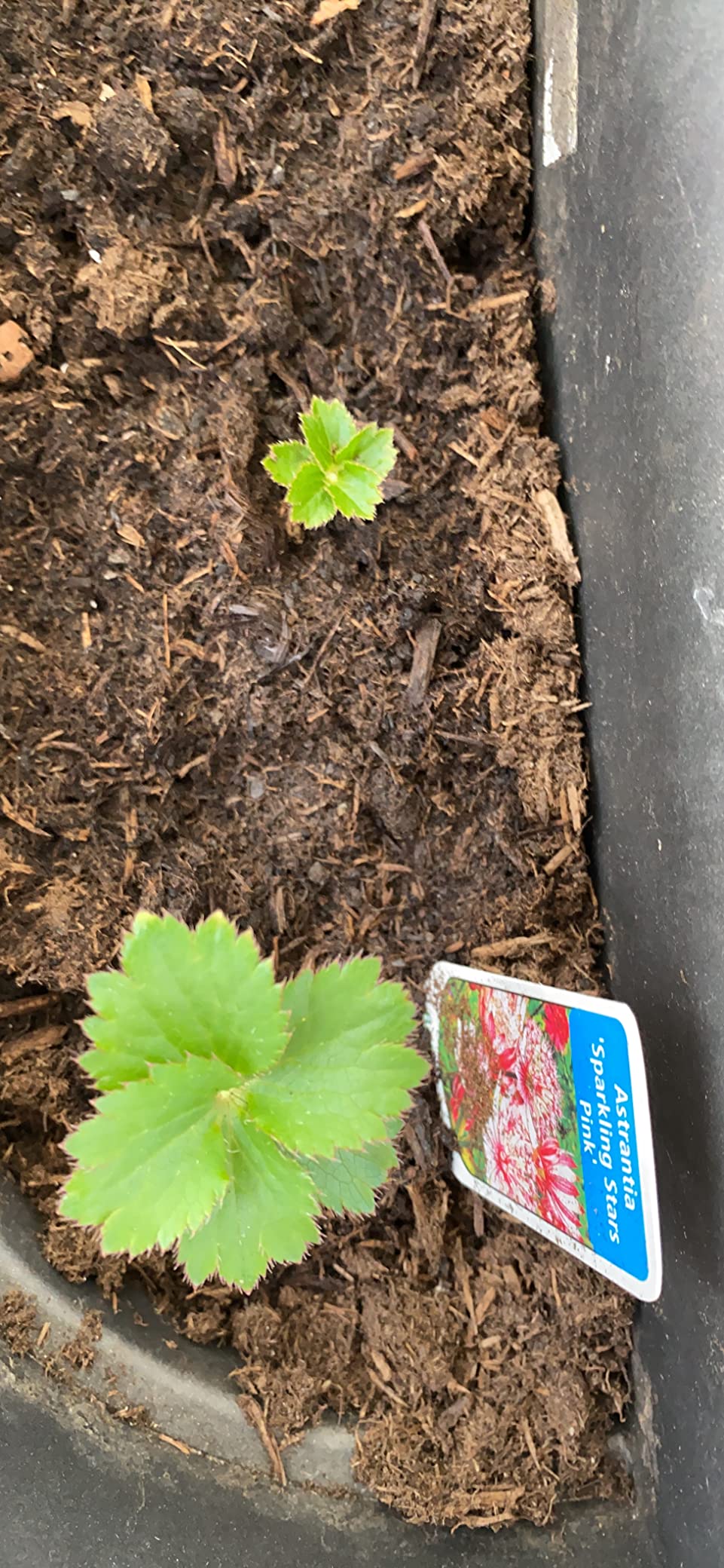 Wunderschöne Blüten