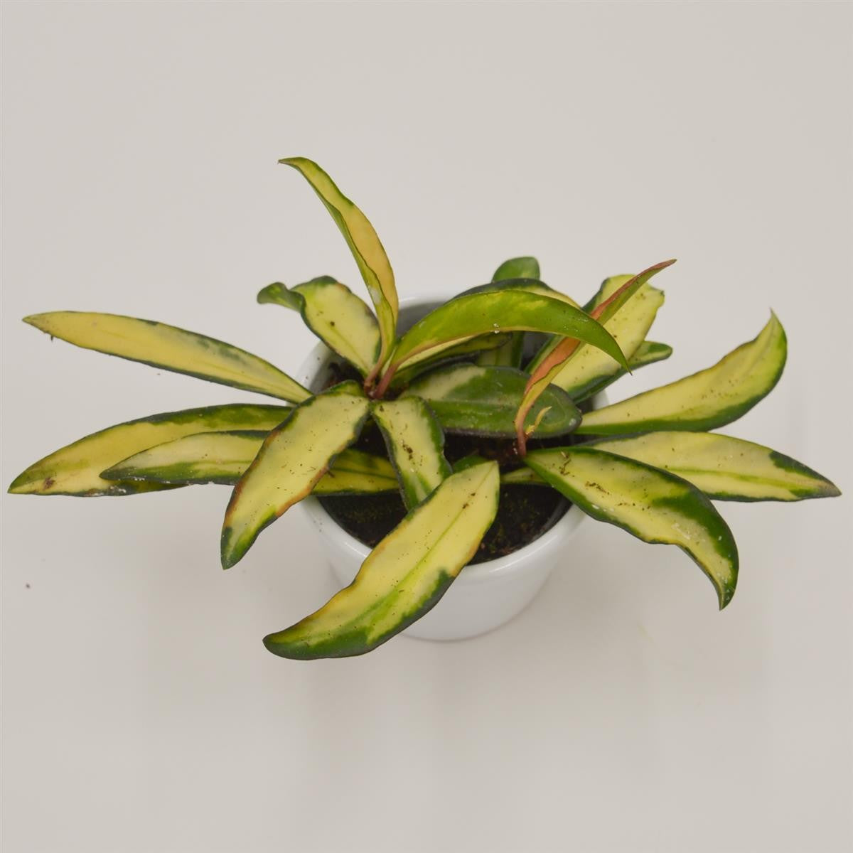 pasiora-hoya-wayetii-tricolor-f-variegata-6cm-topf image 1