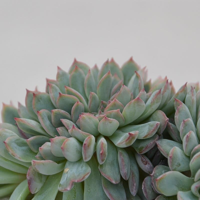pasiora-echeveria-apus-f-cristata-sukkulente-8-5cm-topf image 1