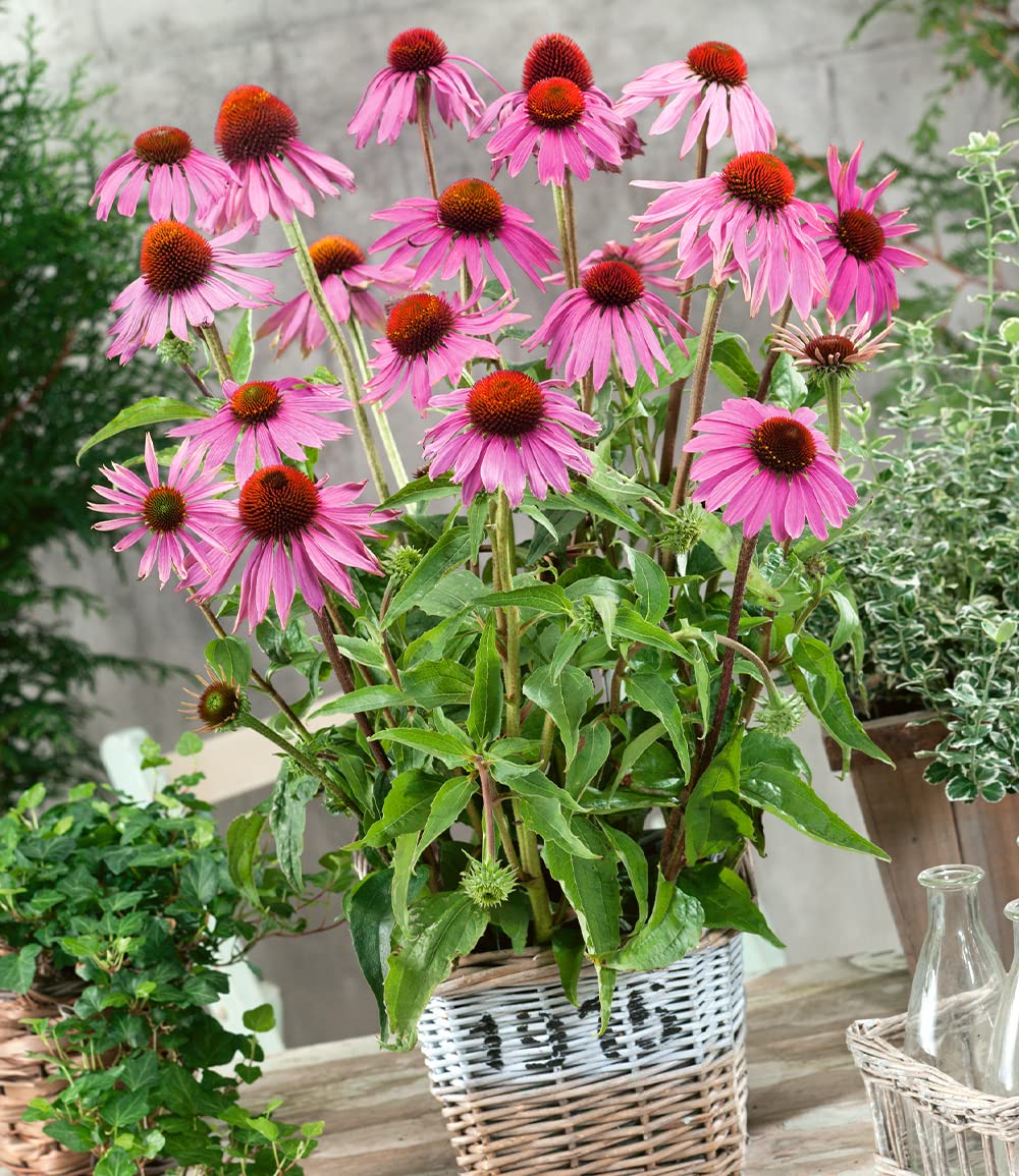 baldur-garten-3x-echinacea-purpurea-purpur-sonnenhut-9x9-cm-topf image 2