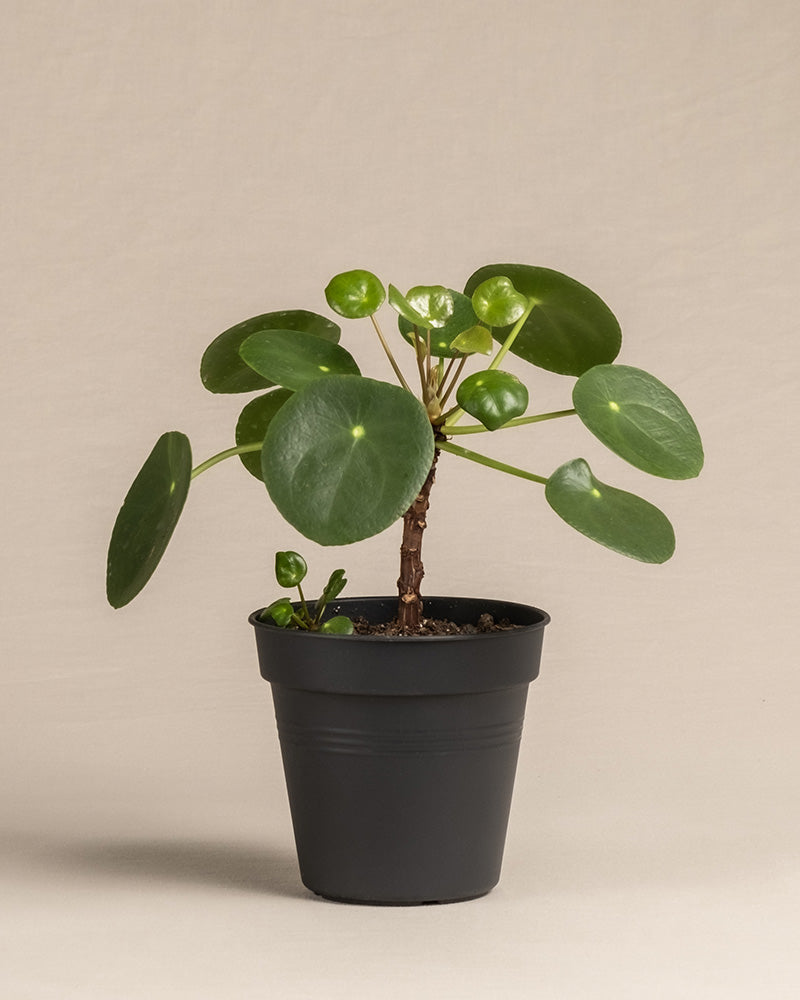 feey-ufopflanze-b-umchen-pilea-peperomioides-pancake-plant-klein image 3