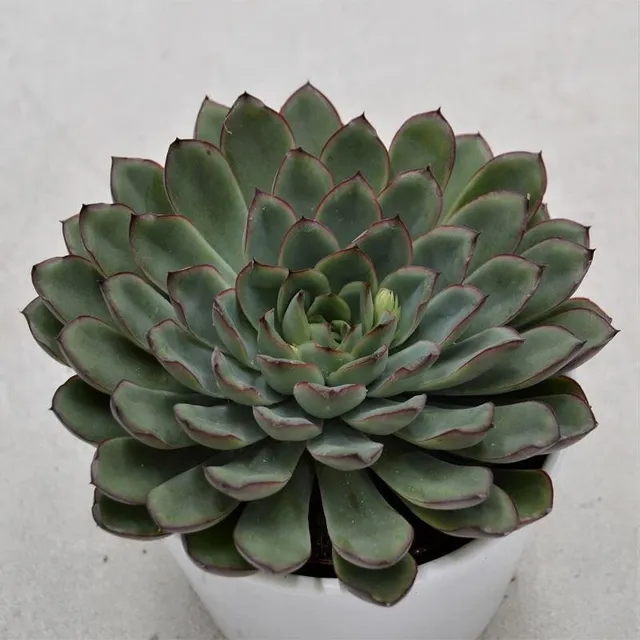 pasiora-echeveria-pulidonis-sukkulente-10-5cm-topf image 1