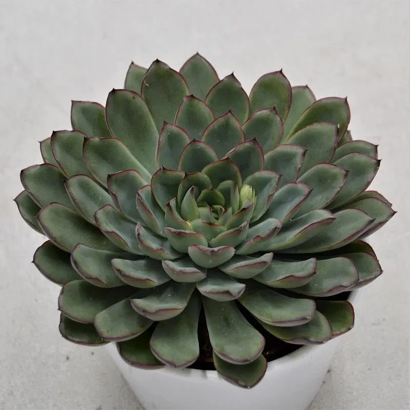 pasiora-echeveria-pulidonis-sukkulente-10-5cm-topf image 1