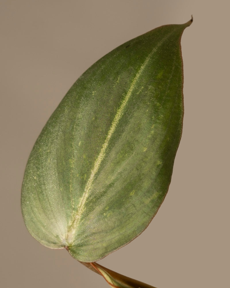 feey-philodendron-gloriosum-babypflanze-rarit-t image 2