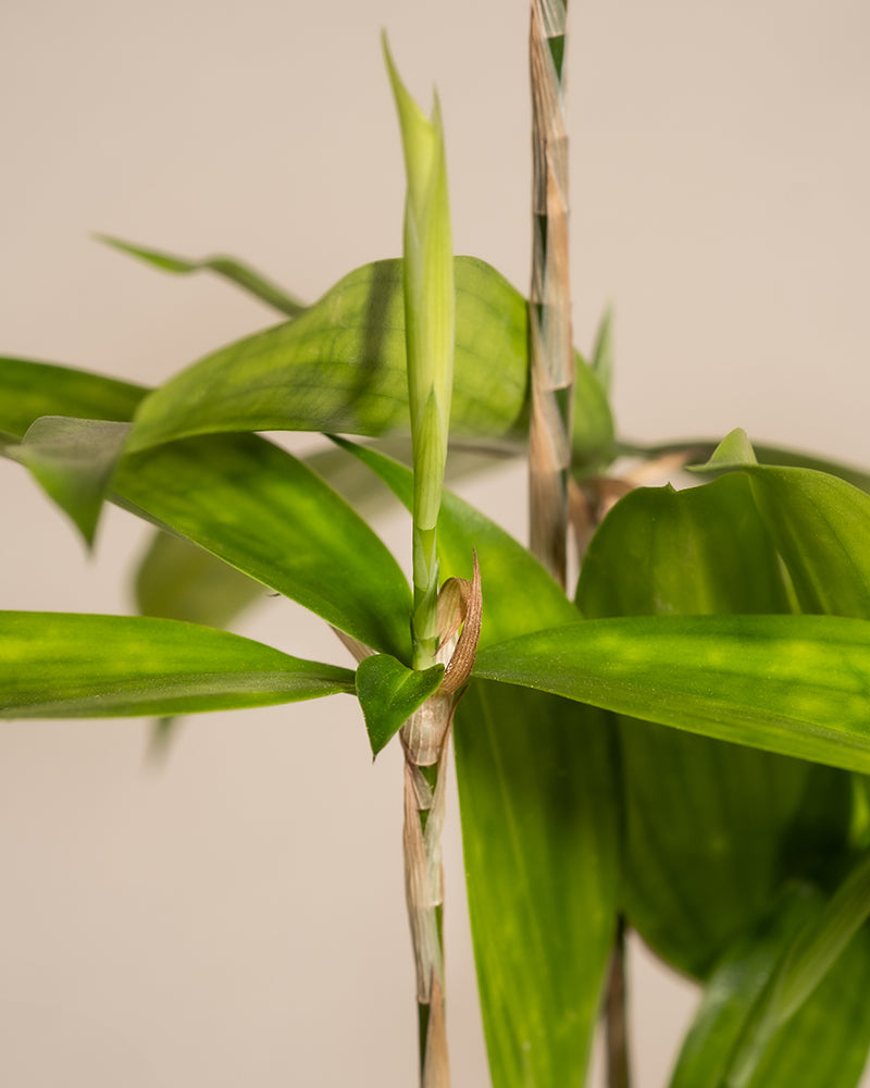 feey-bambus-drachenbaum-dracaena-surculosa-klein image 2
