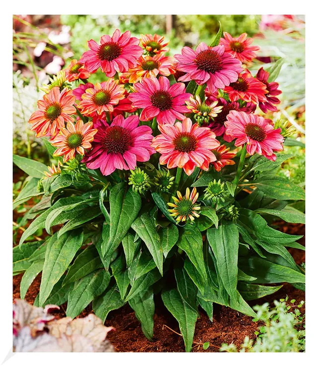 baldur-garten-echinacea-evolution-staude-im-9x9-cm-topf image 1
