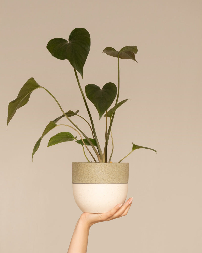 feey-homalomena-rubescens-black-zimmerpflanze-im-topf image 1