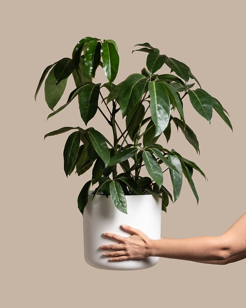 feey-schefflera-amate-strahlenaralie-gro-e-zimmerpflanze image 1