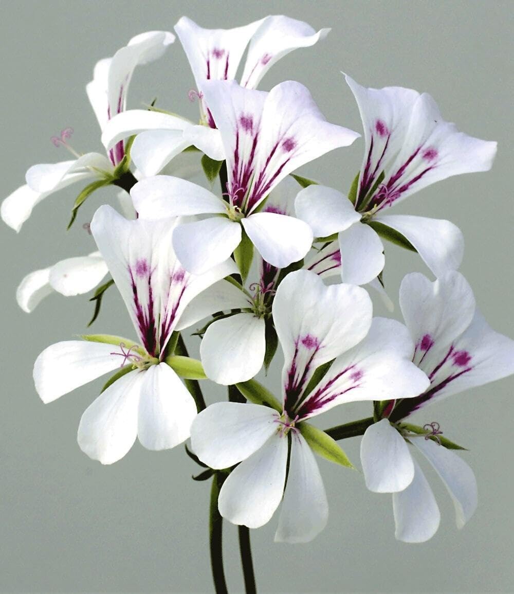 baldur-garten-h-nge-geranien-mix-black-white-6-pflanzen-royal-night-white-glacie image 3