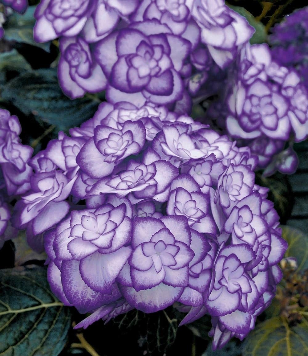 baldur-garten-schneeball-hortensie-annabelle-im-9x9-cm-topf image 8