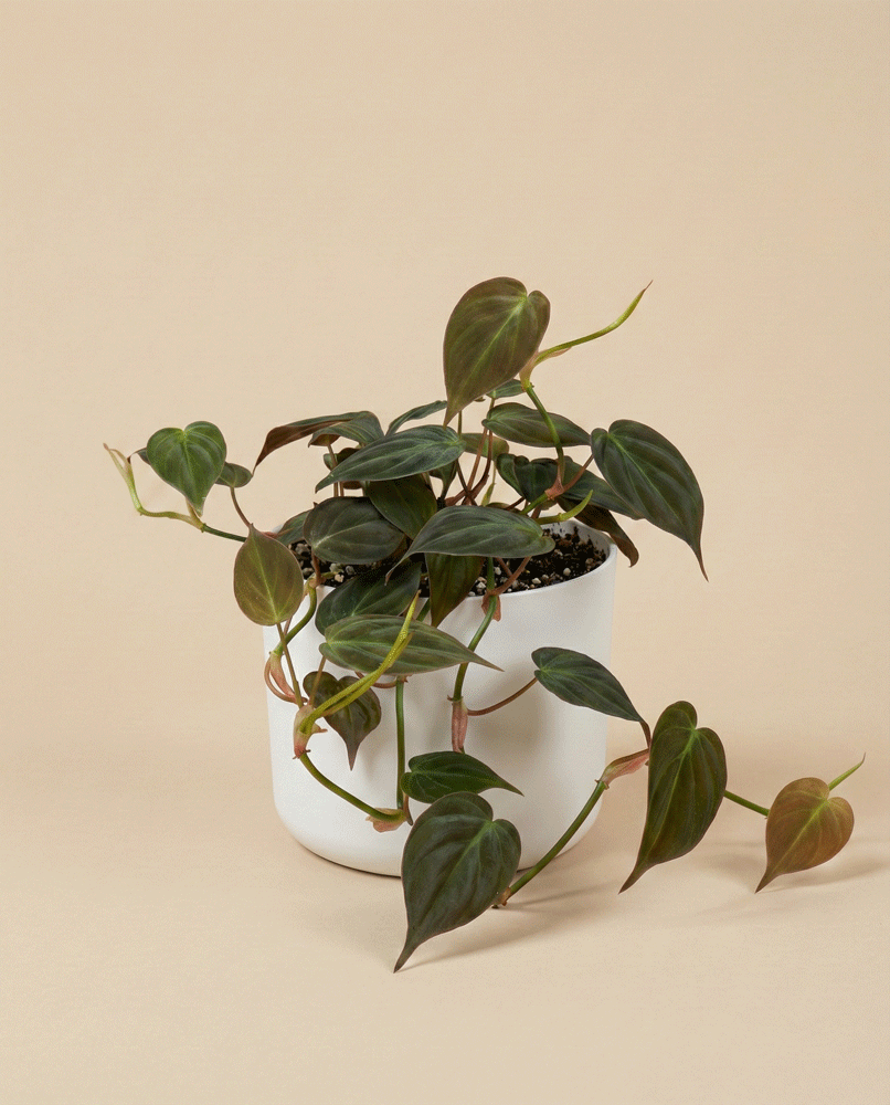 feey-philodendron-micans-samtbl-ttriger-baumfreund-zimmerpflanze image 6
